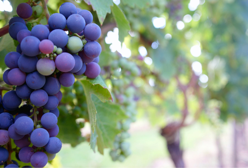 Grapes